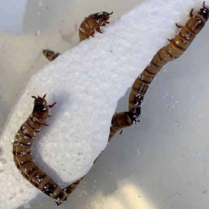 Superworms capable of munching
