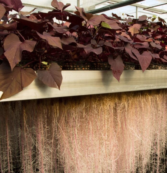 Plant Milking technology revealing the plants potential.