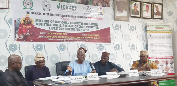 Three Sorghum and Three Pearl Millet Varieties Developed by ICRISAT in Nigeria.